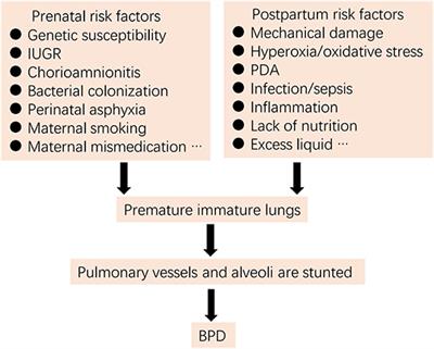 Perspectives on Probiotics and Bronchopulmonary Dysplasia